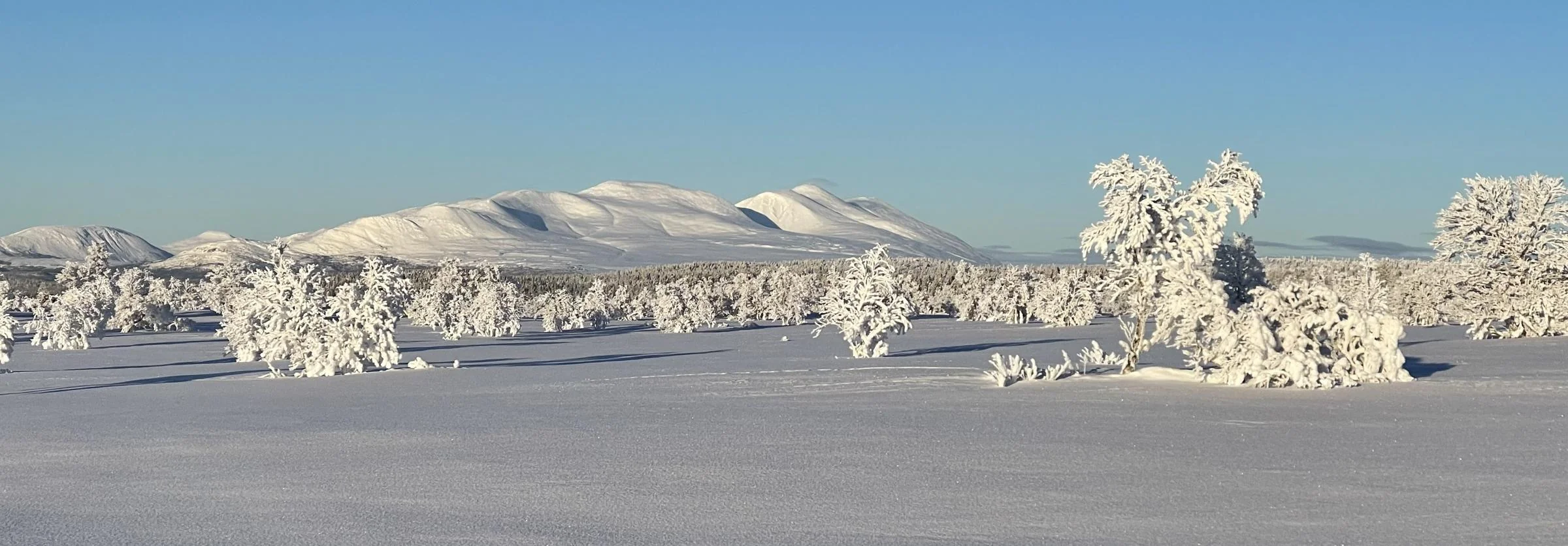 Sølen i Rendalens vinterlandskap